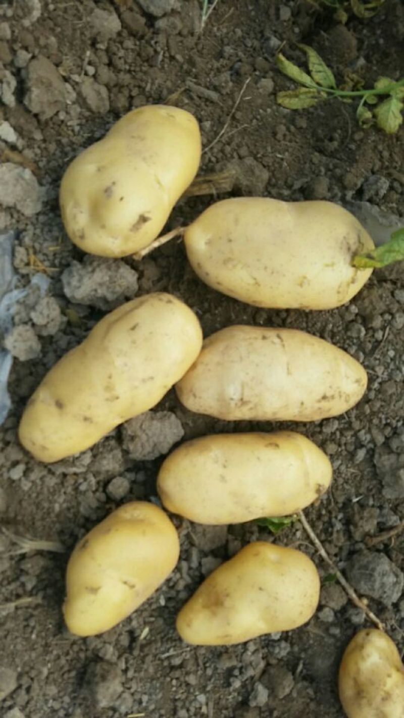 新乐市土豆6月1号大量上市需要的联系我欢迎你的到来
