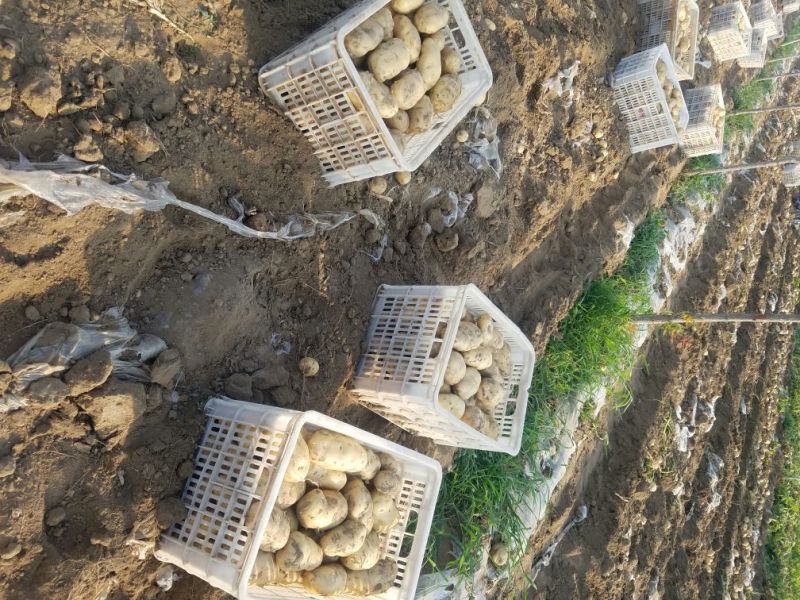 新乐市土豆6月1号大量上市需要的联系我欢迎你的到来