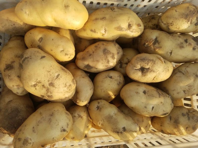 新乐市土豆6月1号大量上市需要的联系我欢迎你的到来