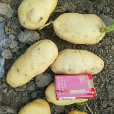 新乐市土豆6月1号大量上市需要的联系我欢迎你的到来