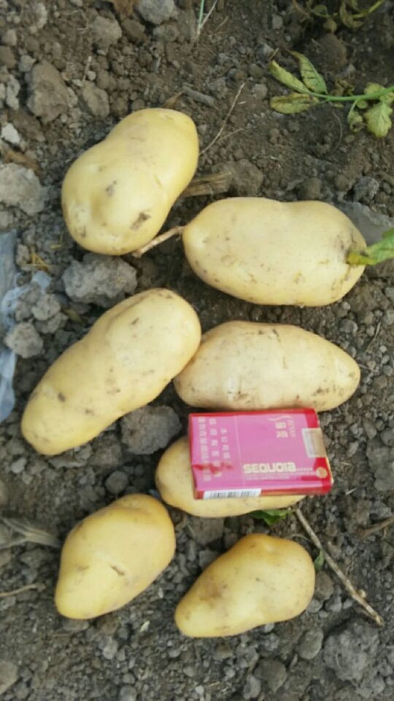 新乐市土豆6月1号大量上市需要的联系我欢迎你的到来