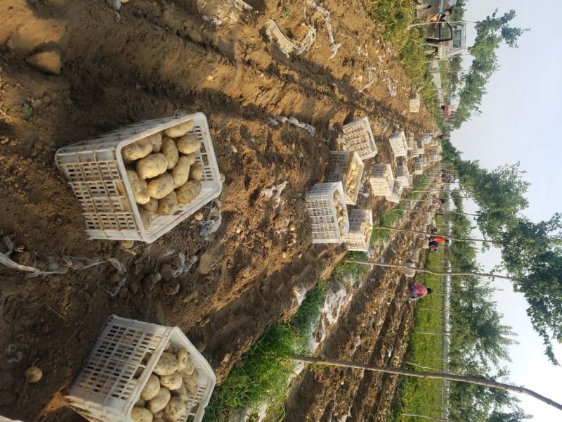新乐市土豆6月1号大量上市需要的联系我欢迎你的到来