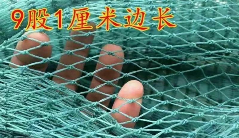 防鸟网养殖网山鸡网养鸡网尼龙网拦鸡围网防鸟网护栏