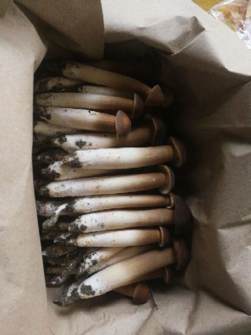 鸡枞人工种植产地直销可长期供应质量保证