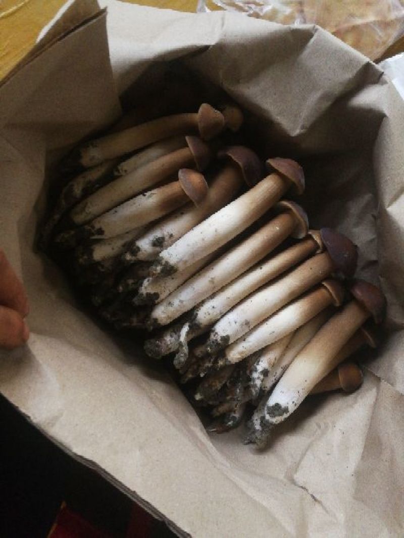 鸡枞人工种植产地直销可长期供应质量保证