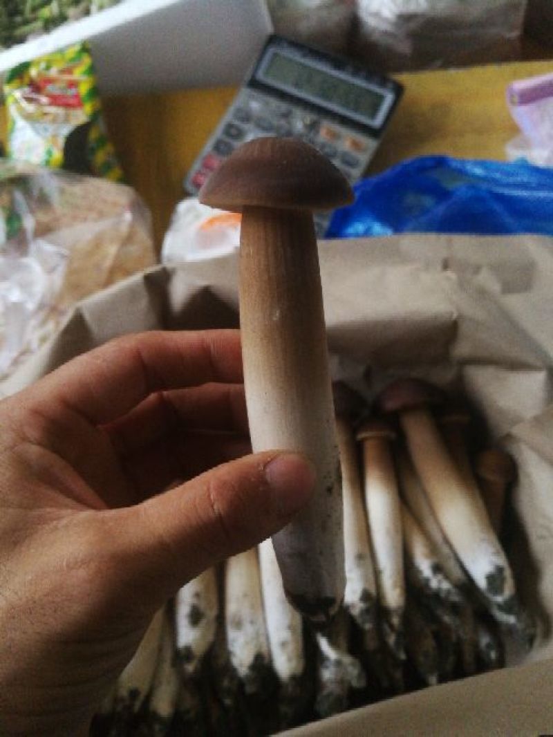 鸡枞人工种植产地直销可长期供应质量保证