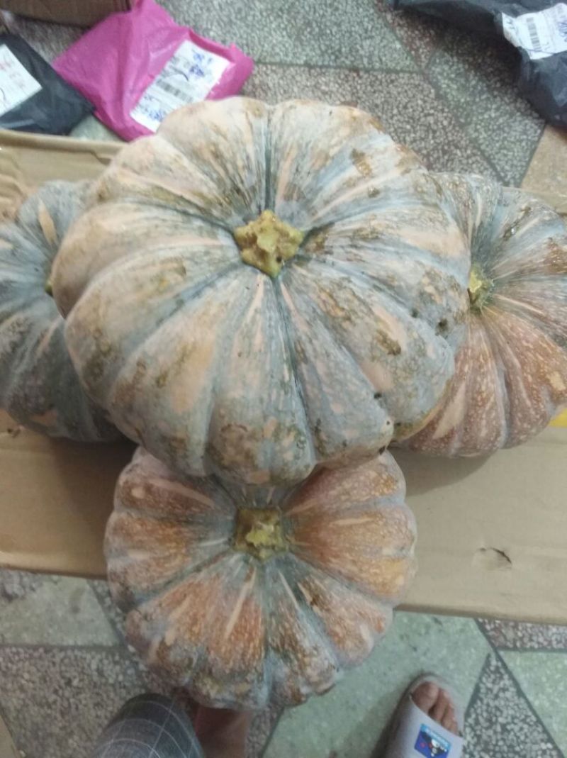 盘龙202，盘龙204，磨盘南瓜圆形，南瓜板栗南瓜