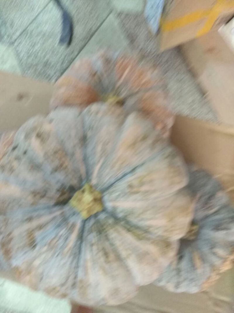 盘龙202，盘龙204，磨盘南瓜圆形，南瓜板栗南瓜