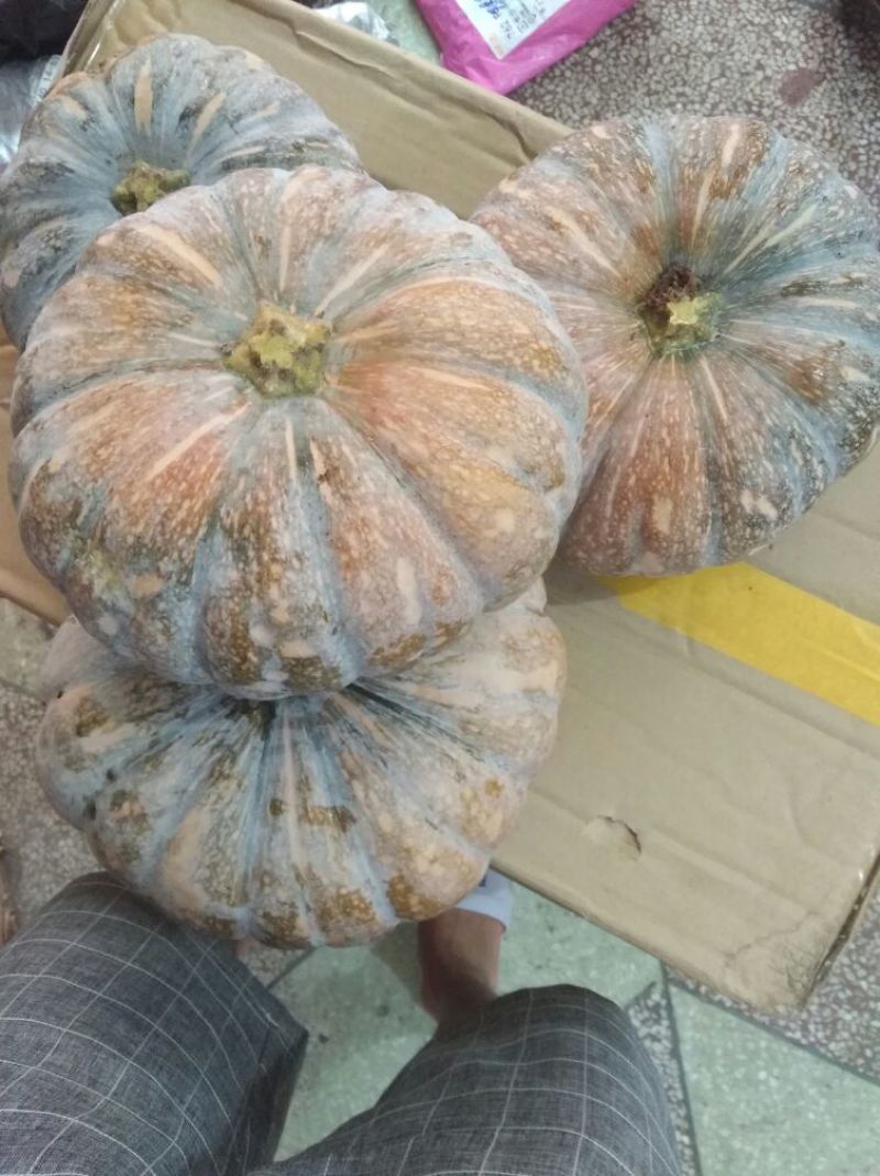 盘龙202，盘龙204，磨盘南瓜圆形，南瓜板栗南瓜