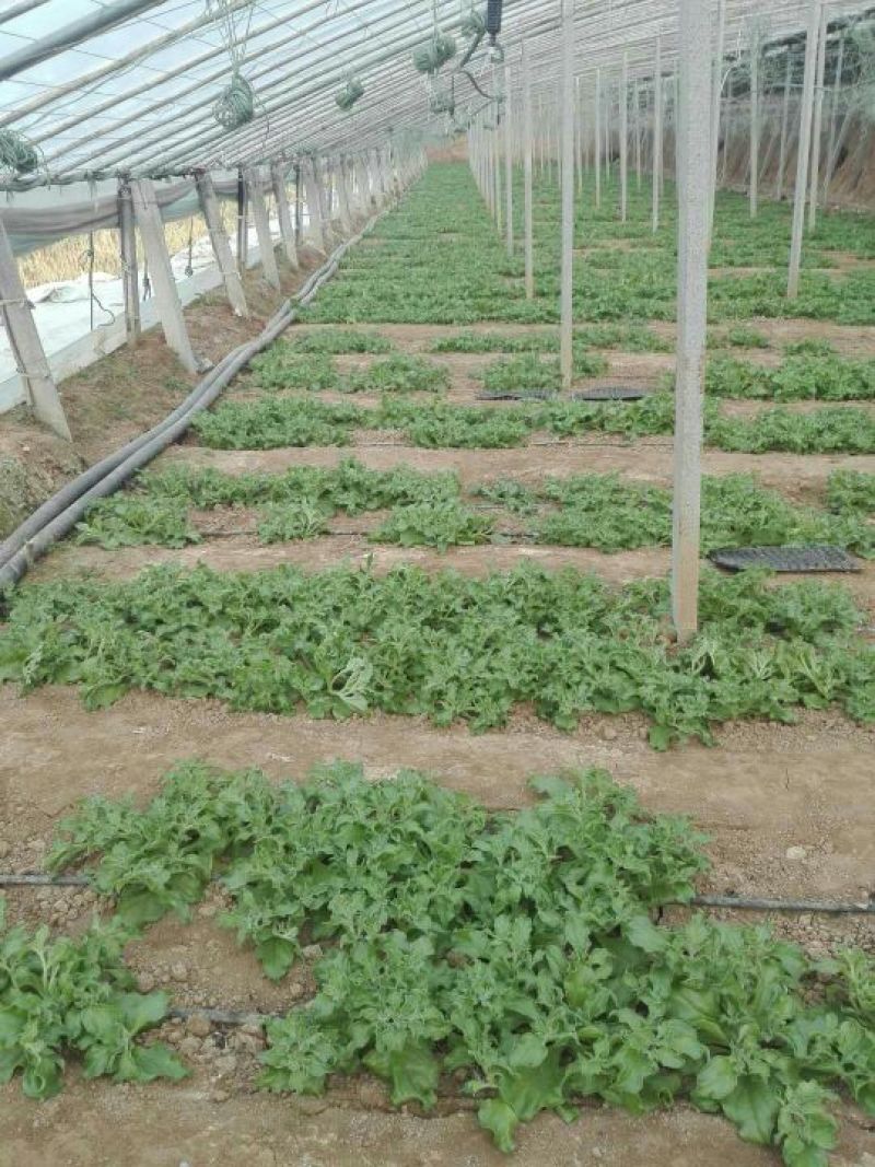 非洲冰草