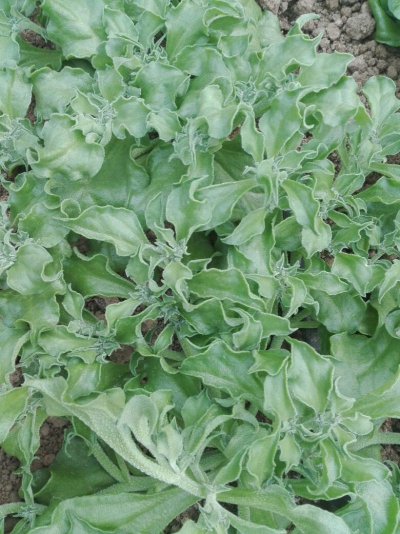 非洲冰草
