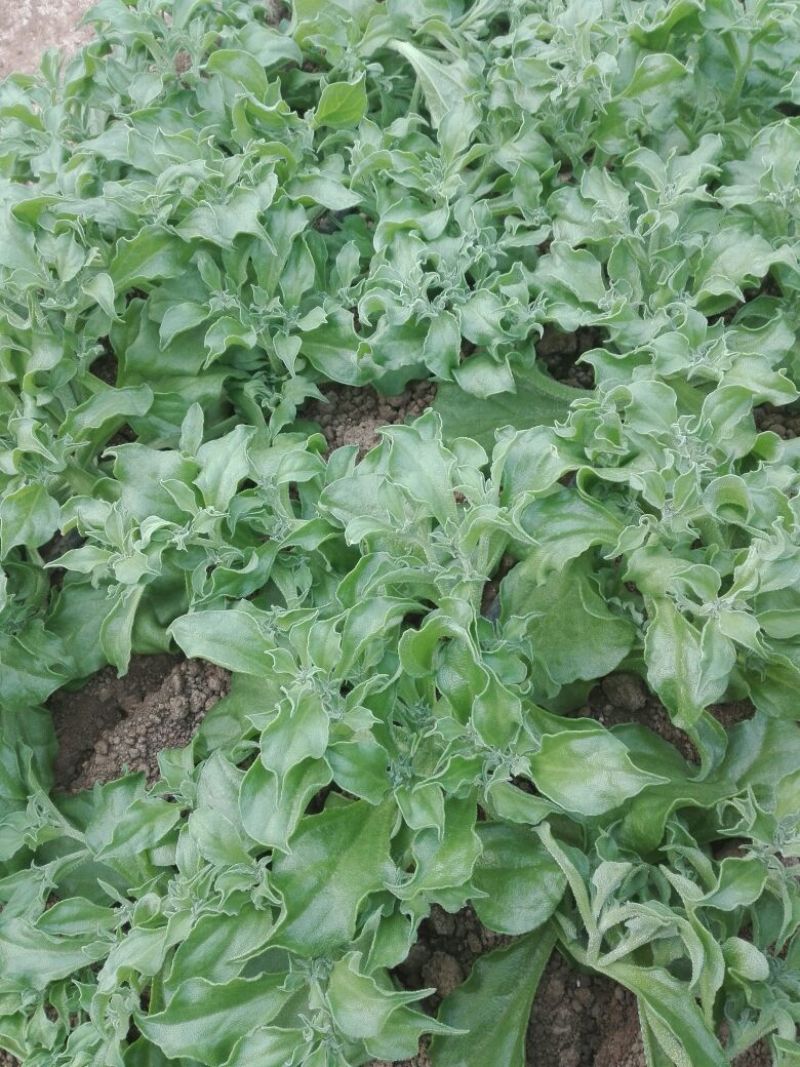 非洲冰草