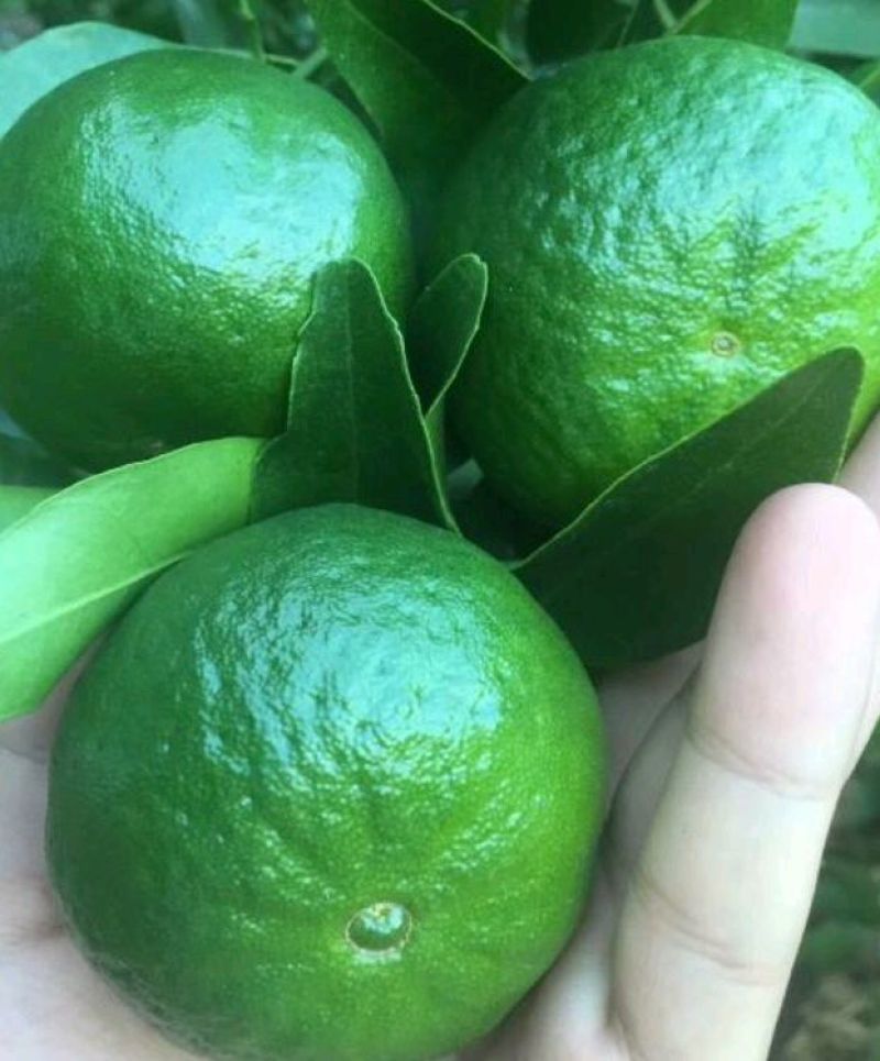 小青柑（茶果）4~5公分标准规格
