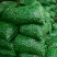 小青柑（茶果）4~5公分标准规格