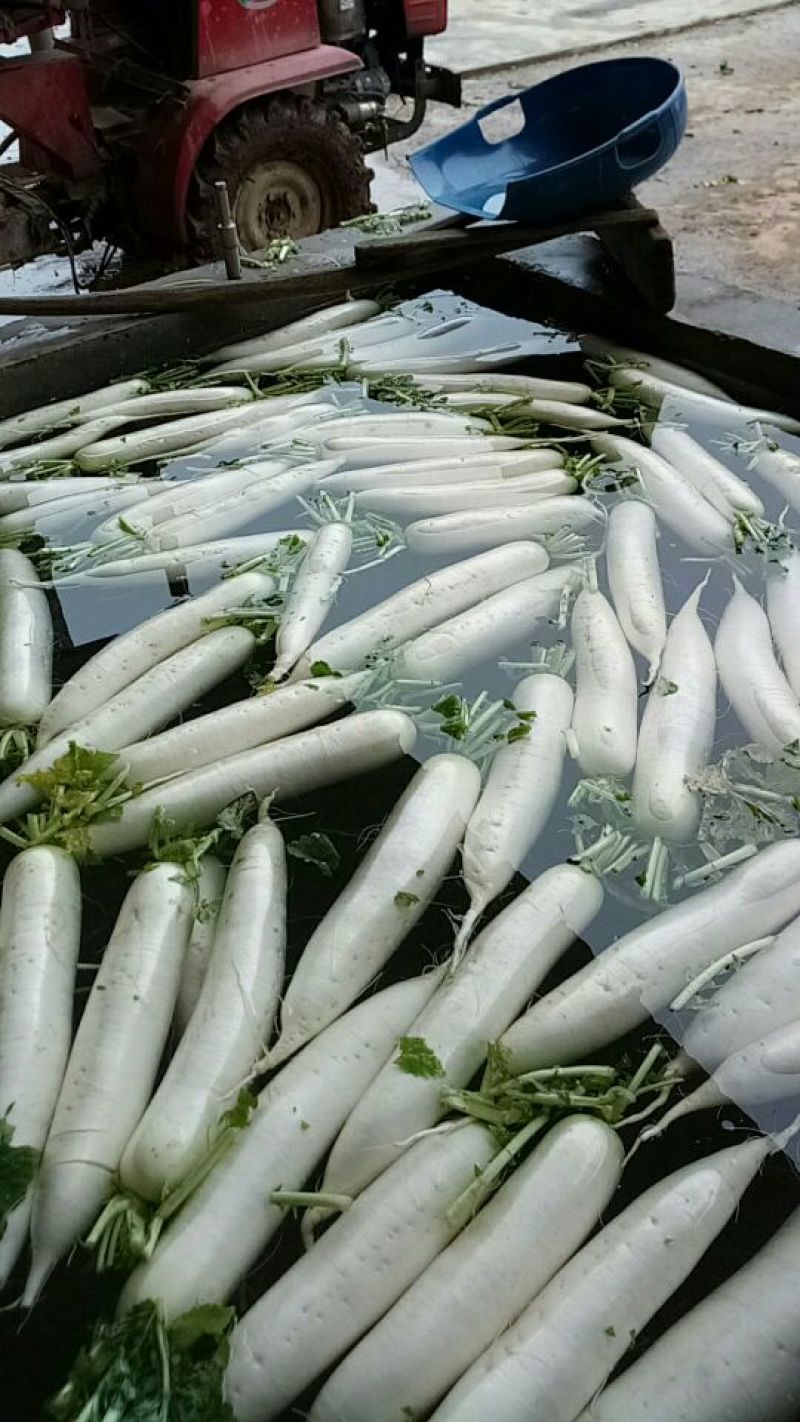 白萝卜，大小有