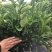 不知火柑橘苗30cm以下