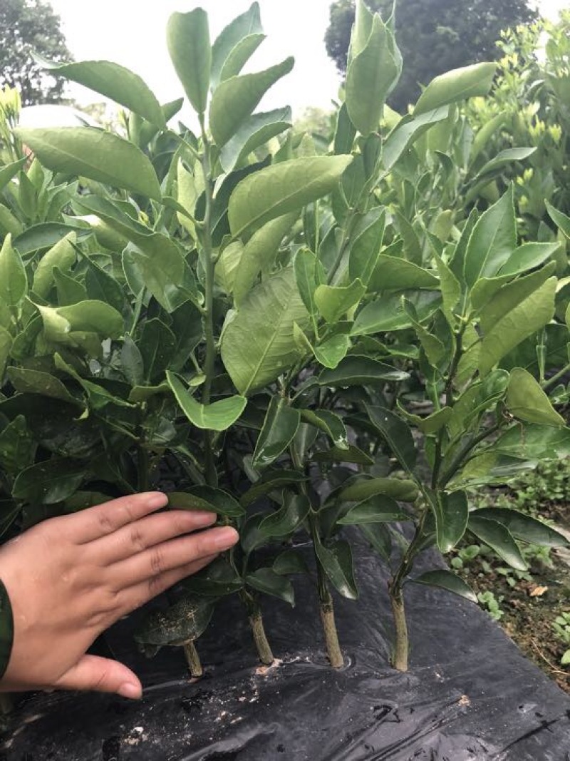 不知火柑橘苗30cm以下