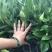 不知火柑橘苗30cm以下