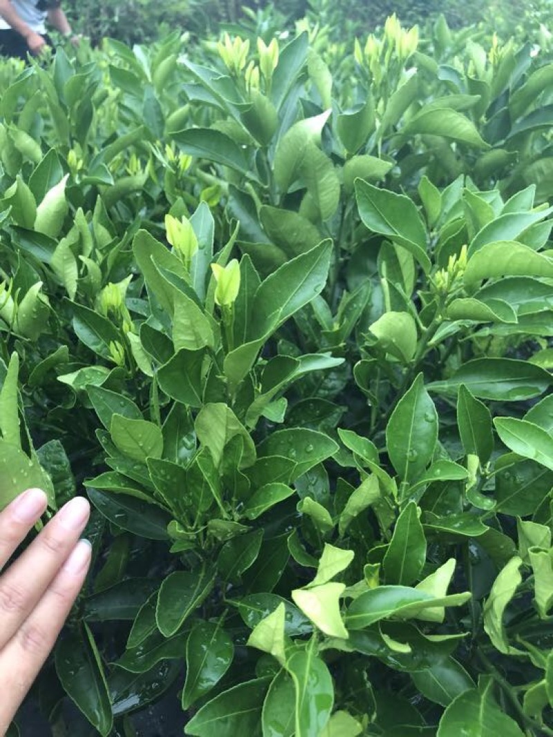 不知火柑橘苗30cm以下