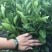 不知火柑橘苗30cm以下