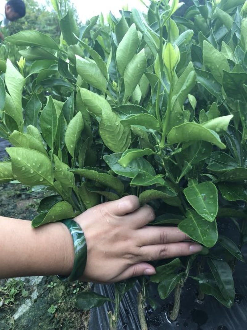 不知火柑橘苗30cm以下
