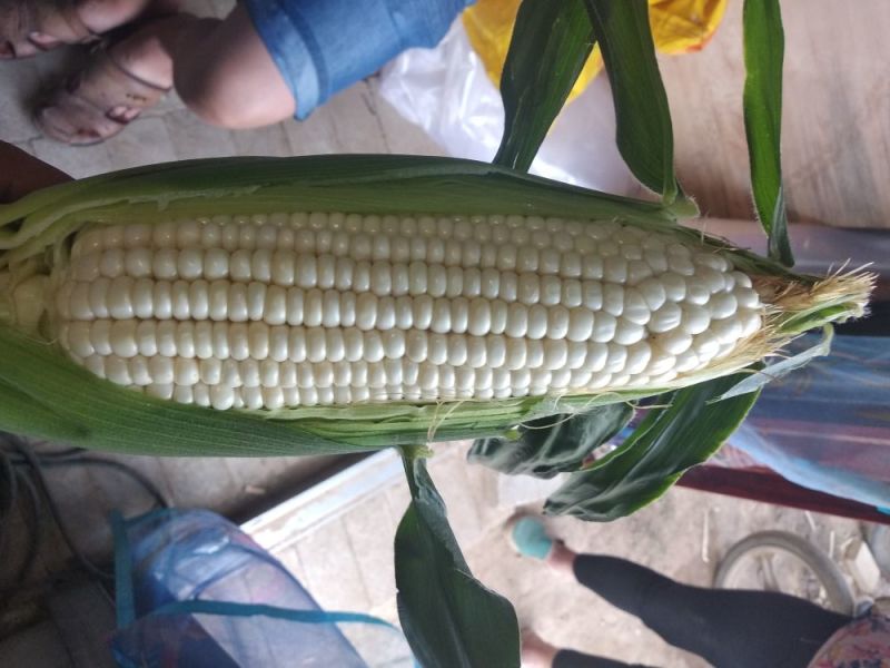 糯玉米