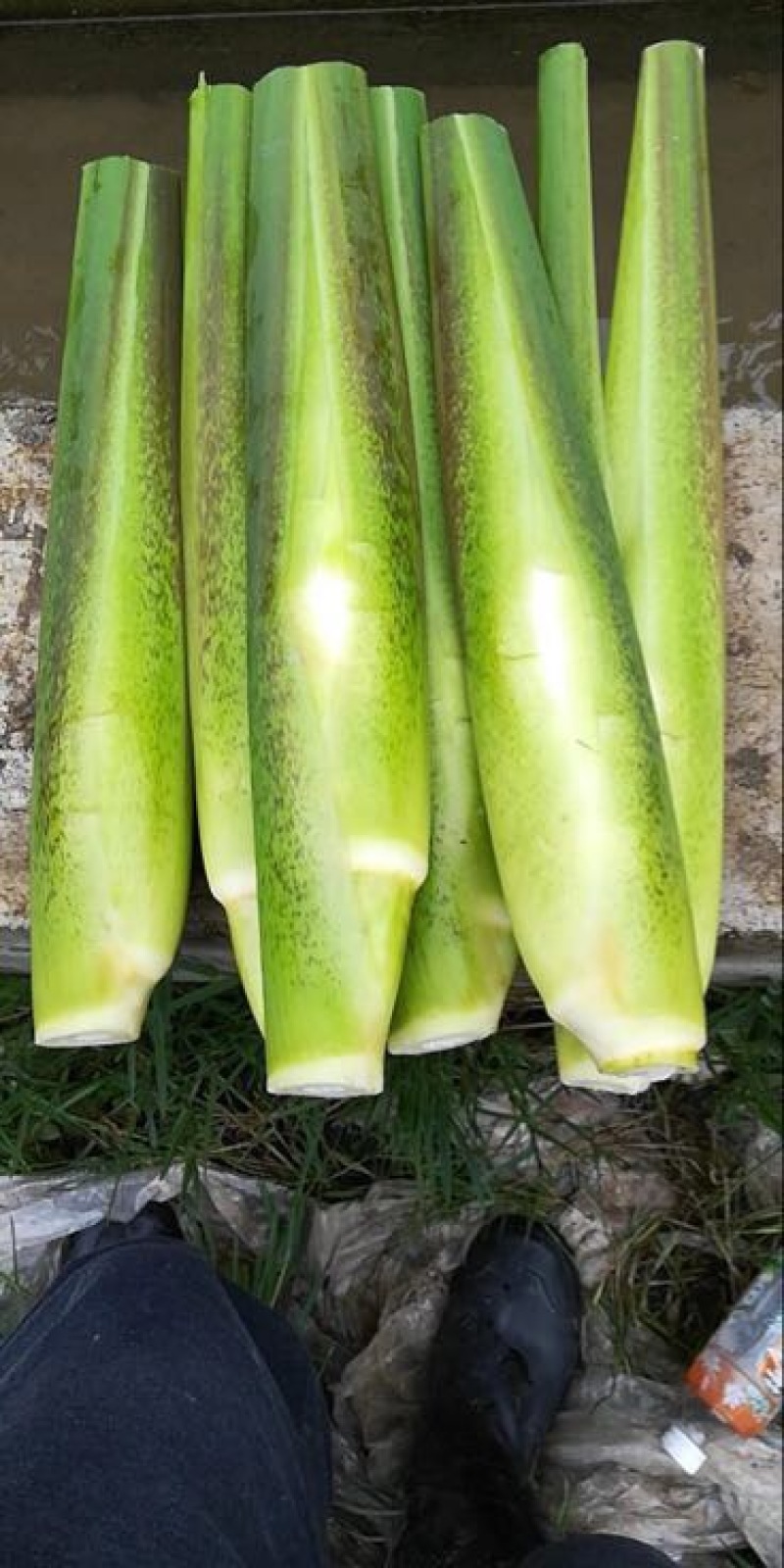 美人茭带壳
