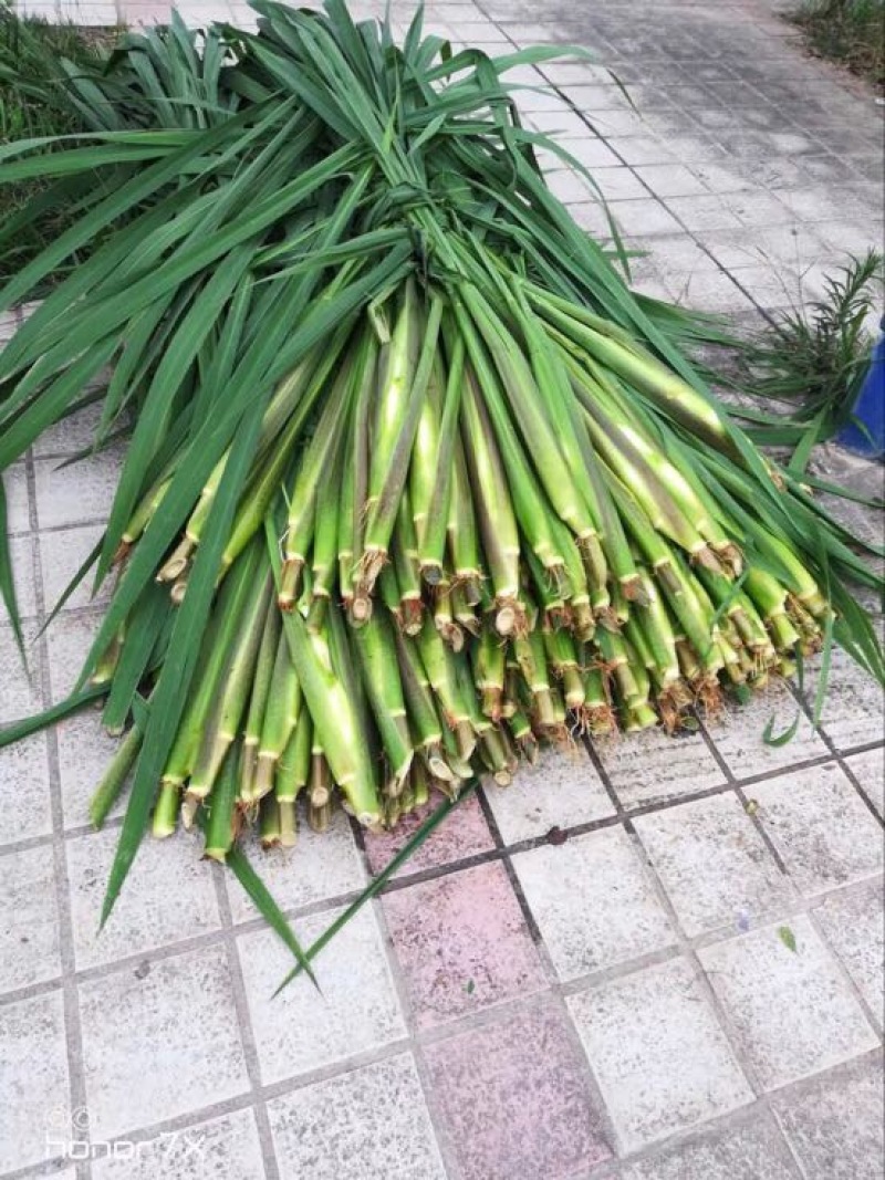 美人茭带壳