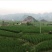 美人茭带壳