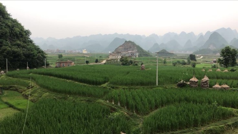 美人茭带壳