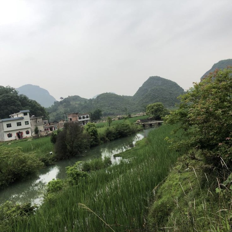 美人茭带壳