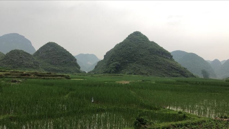 美人茭带壳