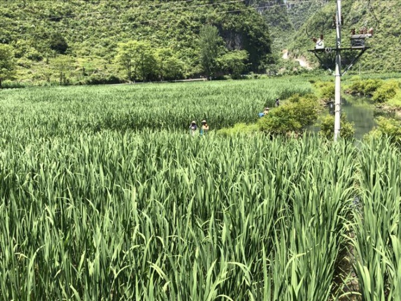 美人茭带壳