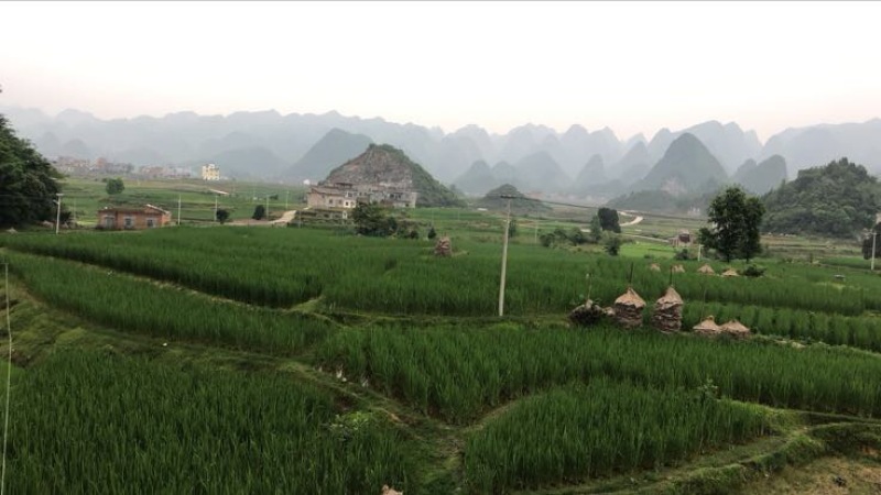 美人茭带壳