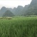 美人茭带壳