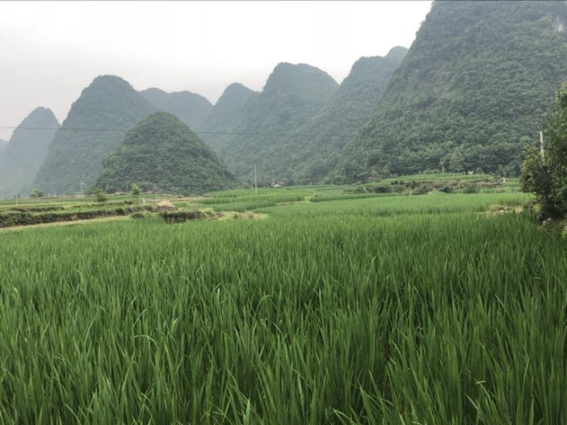 美人茭带壳