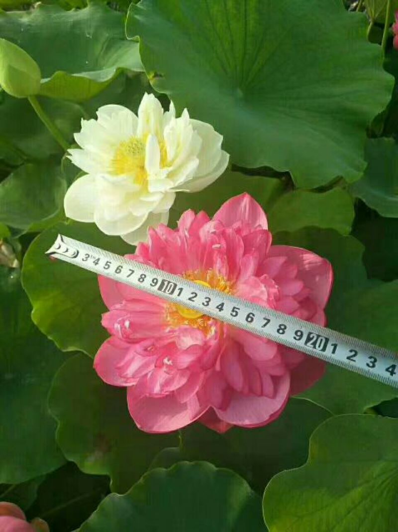 水生植物供应