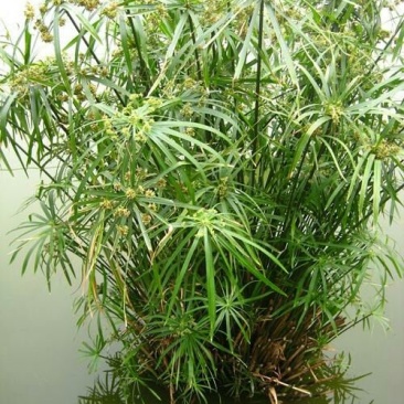 水生植物供应