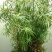 水生植物供应