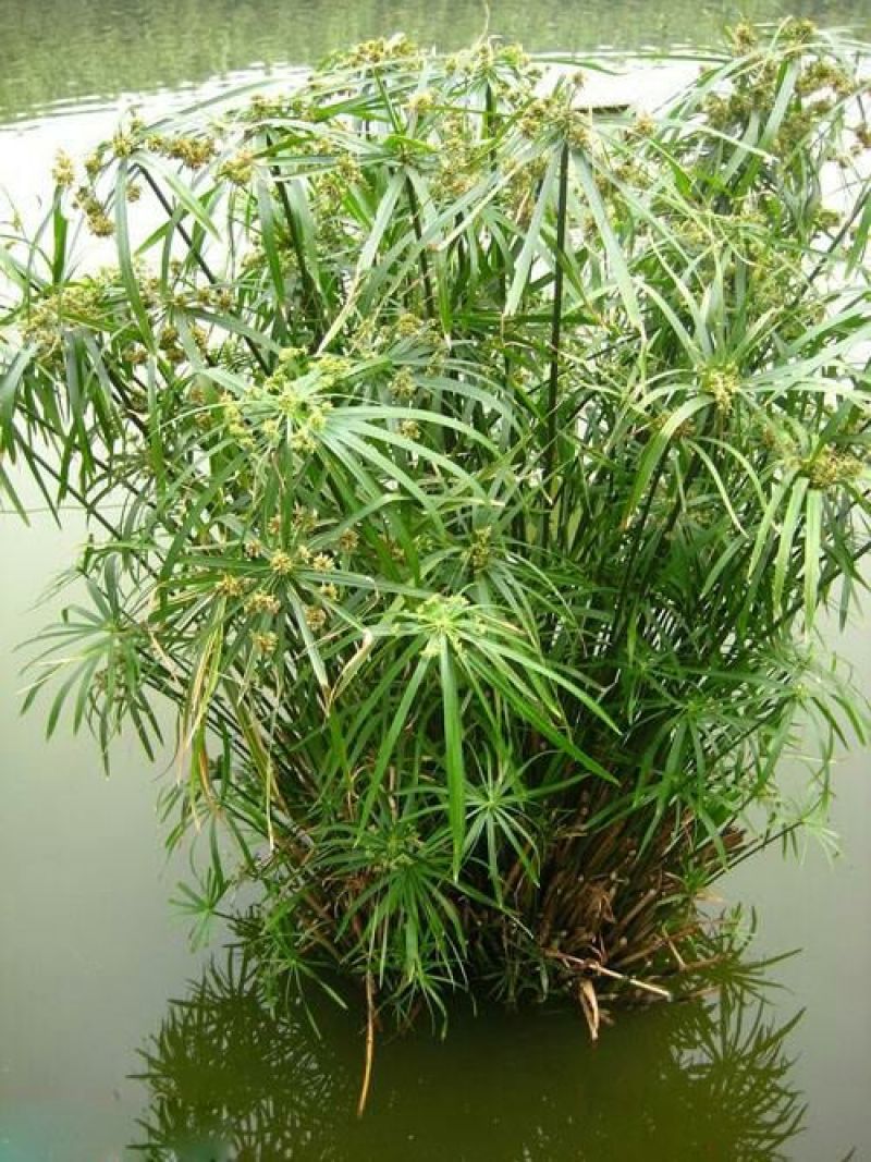 水生植物供应