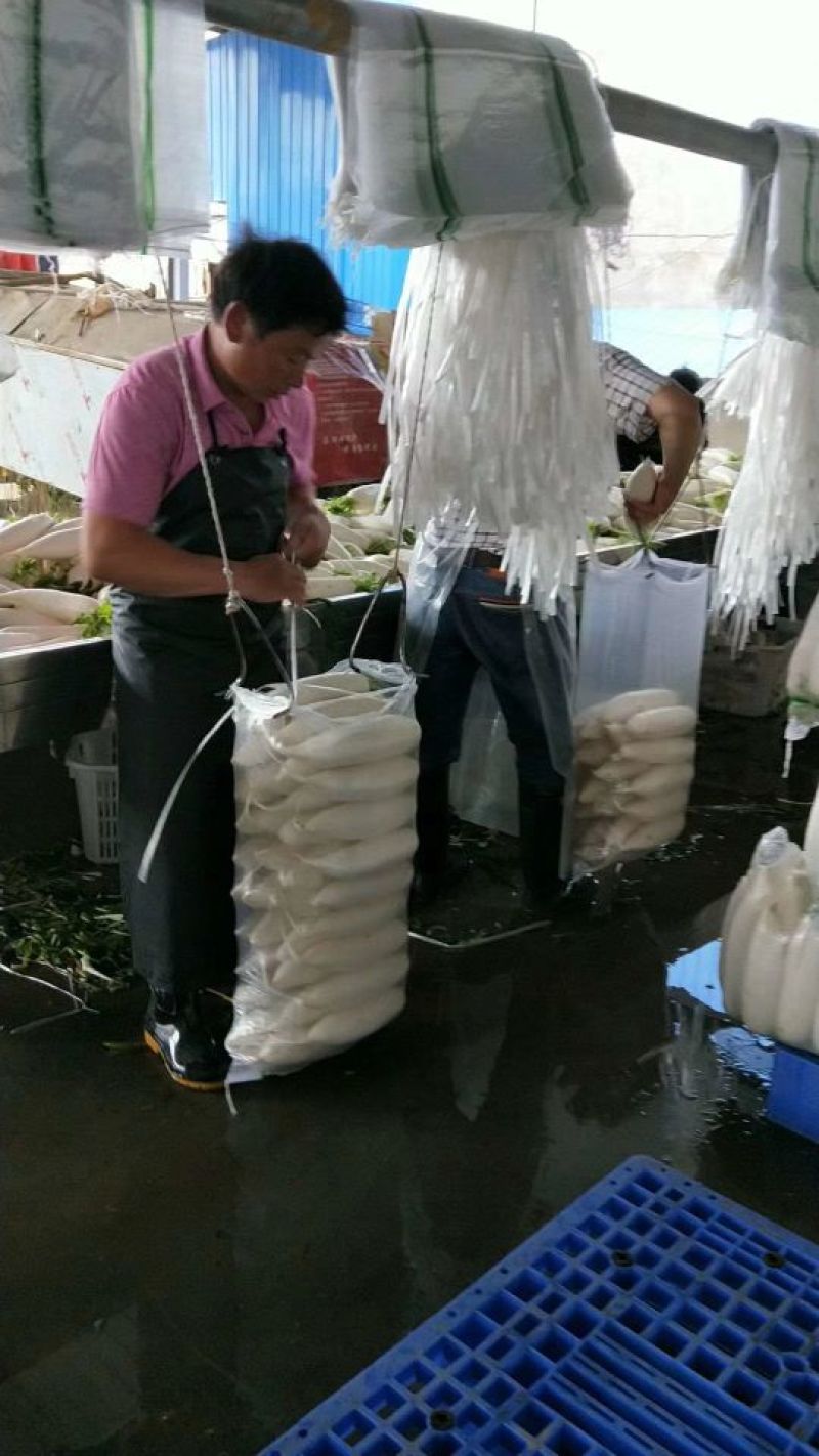 白萝卜，萝卜甜脆可口