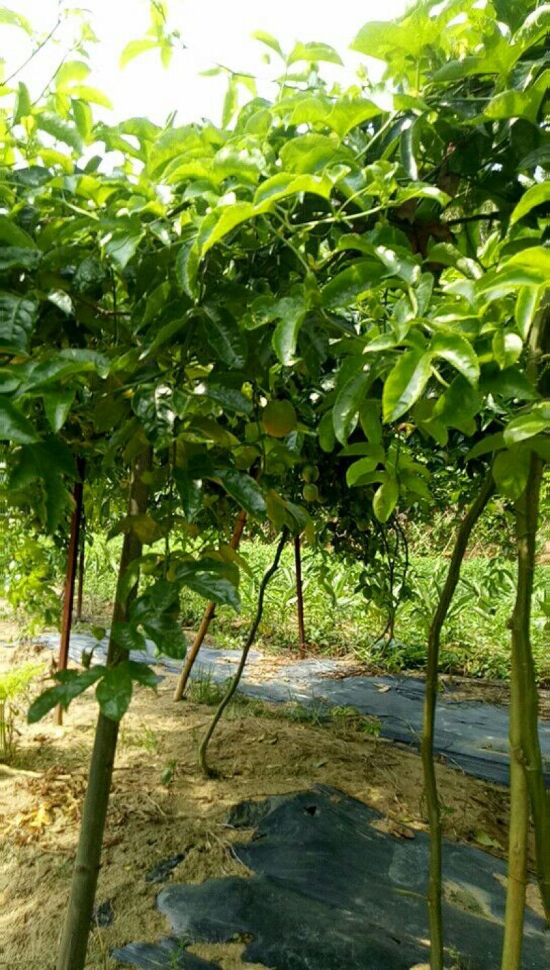 紫香百香果苗10~20cm