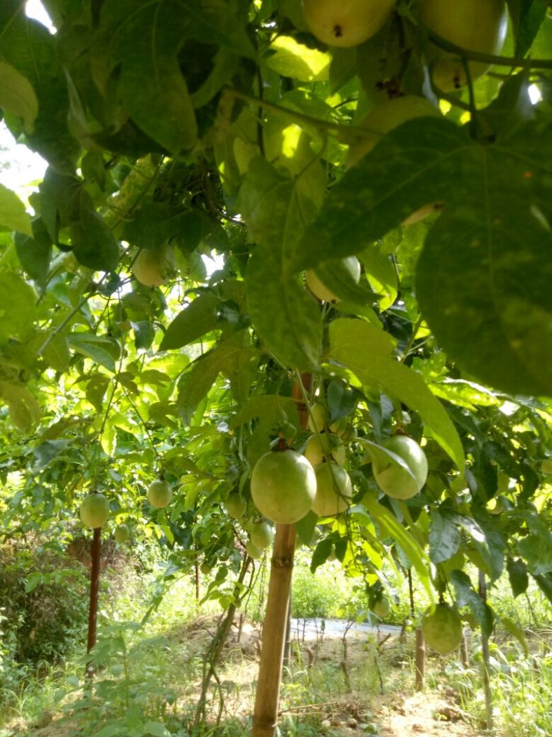 紫香百香果苗10~20cm