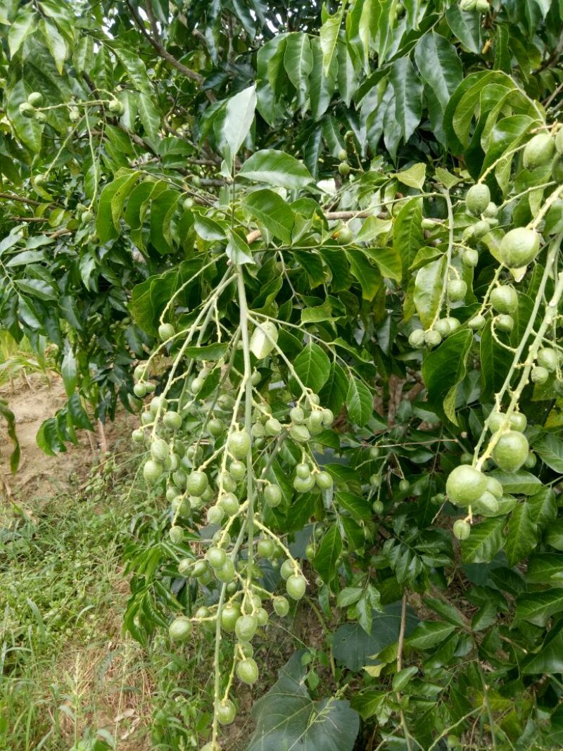 黑黄皮果苗30~50cmcm