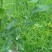 明日见枝条8～10芽