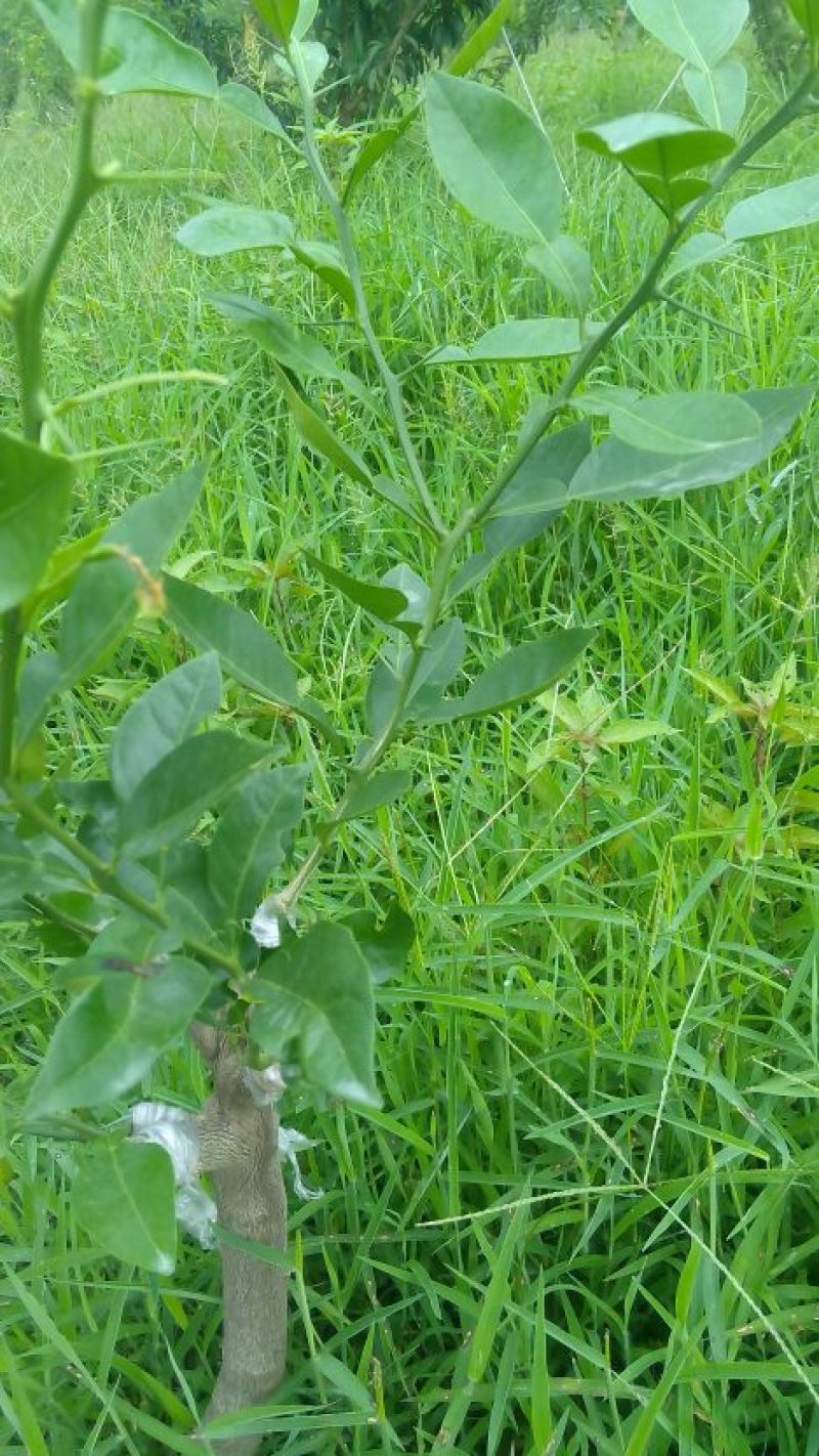 明日见枝条8～10芽