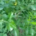 明日见枝条8～10芽
