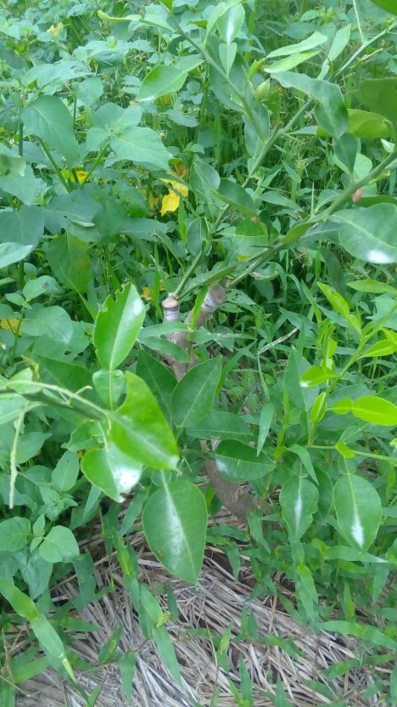 明日见枝条8～10芽