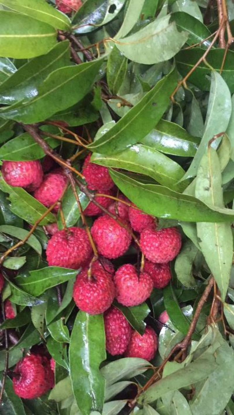 正宗自家种增城桂味荔枝1.5~2cm