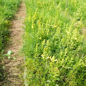 红根野蚕豆